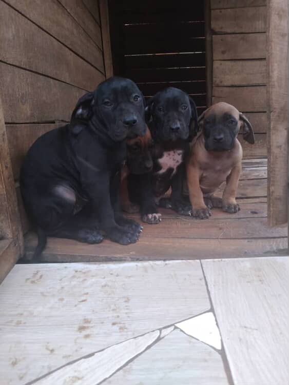 Puppies