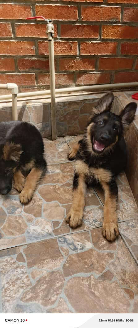 Puppies