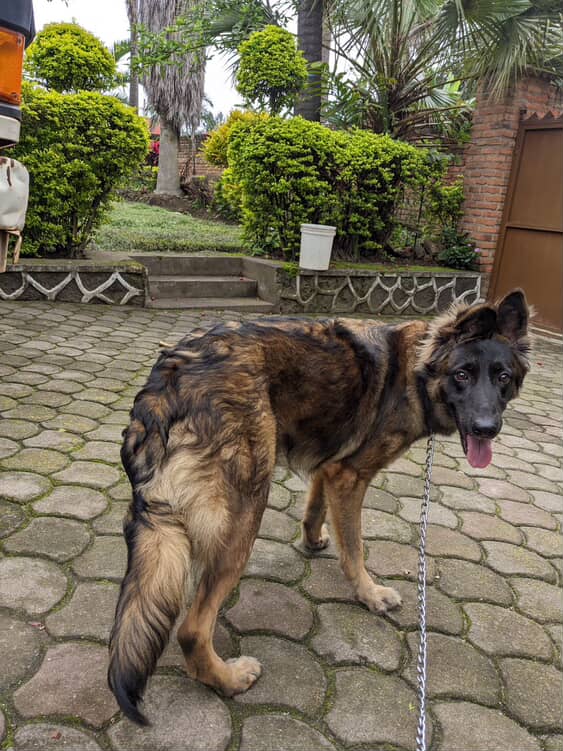 Dogs from Dog House Rwanda