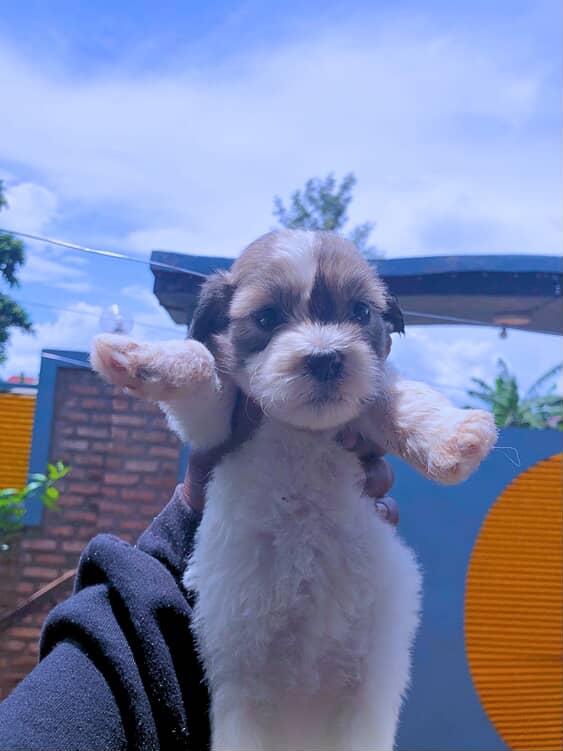 Bob